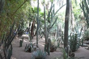 cactus Jardin Majorelle