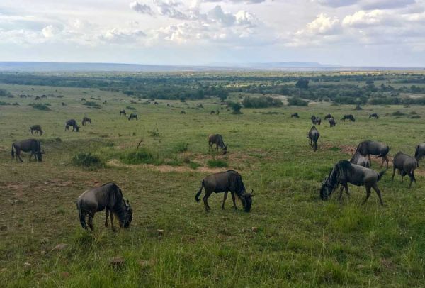 ñu Masai Mara