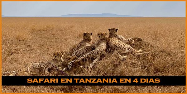 Safari en Tanzania. Tanrangire Serengueti y Ngorongoro