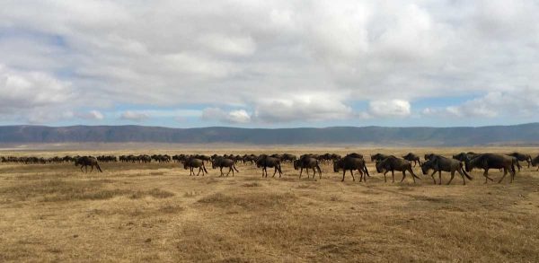ñus del Ngorongoro